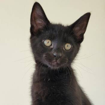 Iggy -  Domestic Short Hair Cat for Adoption in Washougal, Washington - Iggy | PetCurious
