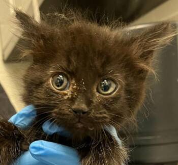 Whoville -  Domestic Long Hair Cat for Adoption in Golden, Colorado - Whoville | PetCurious
