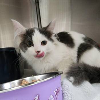 Domestic Medium Hair Cats Available for Adoption in Dixon, Illinois - Sundae | PetCurious