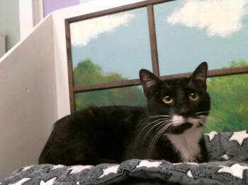 Domestic Short Hair Cats Available for Adoption in Houston, Texas - A2074128 | PetCurious