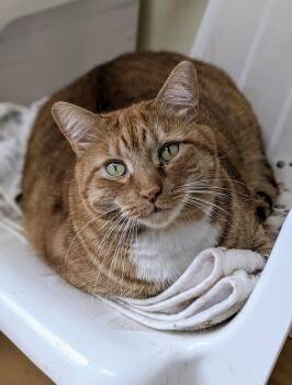 Trader Joe (IN FOSTER) -  Domestic Short Hair Cat for Adoption in Alexandria, Virginia - Trader Joe (IN FOSTER) | PetCurious