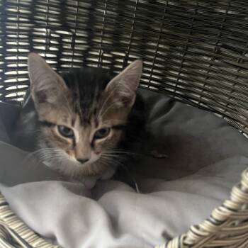 Present -  Domestic Short Hair Cat for Adoption in Fort Lauderdale, Florida - Present | PetCurious