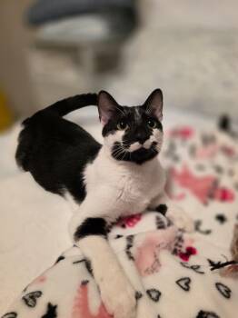 Domestic Short Hair Cats Available for Adoption - Milo | PetCurious