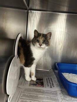Javelle -  Domestic Short Hair Cat for Adoption in Montreal, Quebec - Javelle | PetCurious