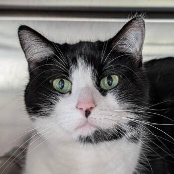 Snowflake -  Domestic Short Hair Cat for Adoption in Kennebunk, Maine - Snowflake | PetCurious