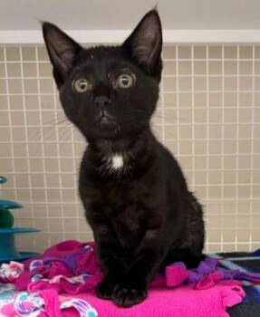 Domestic Short Hair Cats Available for Adoption in Kansas City, Missouri - LeAnn Rimes | PetCurious