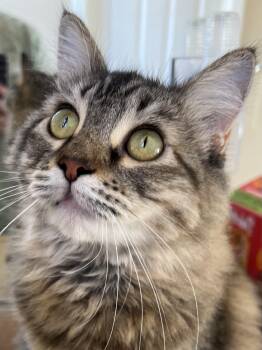 Rescue Tabby and Domestic Medium Hair Cats for Adoption in Antioch, California - Sheryl | PetCurious