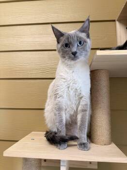Eva MCACC -  Siamese Cat for Adoption in Clarksville, Tennessee - Eva MCACC | PetCurious