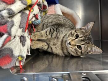 Rescue Domestic Short Hair Cats for Adoption in Kansas City, Missouri - Rachel | PetCurious