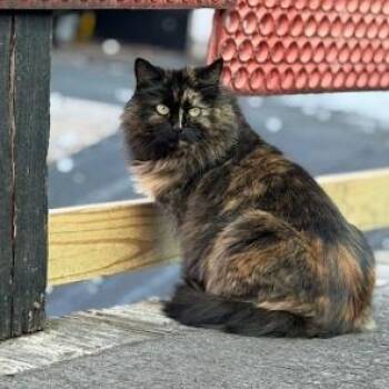 Calypso -  Domestic Long Hair Cat for Adoption in La Plata, Maryland - Calypso | PetCurious