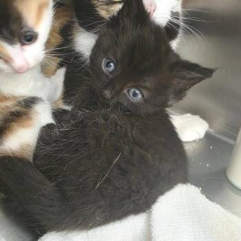 Domestic Short Hair Cats Available for Adoption in Fort Wayne, Indiana - Hugo | PetCurious