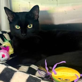 Licorice -  Domestic Short Hair Cat for Adoption in New Fairfield, Connecticut - Licorice | PetCurious