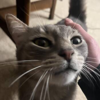 Noah -  Domestic Short Hair Cat Available for Adoption - Noah | PetCurious