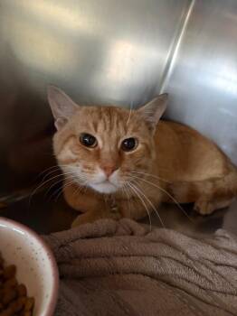 Simon -  Domestic Short Hair Cat for Adoption in Port Jervis, New York - Simon | PetCurious