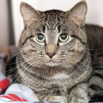 Domestic Short Hair Cats Available for Adoption in Belleville, Illinois - Nuggets | PetCurious