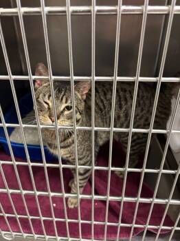 Domestic Short Hair Cats Available for Adoption in Liverpool, New York - Gage | PetCurious
