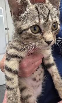 Tulip -  Domestic Short Hair Cat for Adoption in Trenton, New Jersey - Tulip | PetCurious