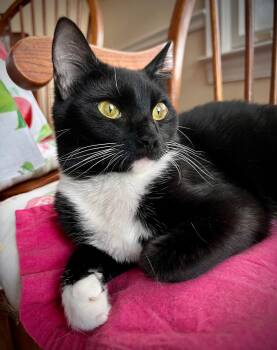 Domestic Short Hair Cats Available for Adoption - Windy  | PetCurious
