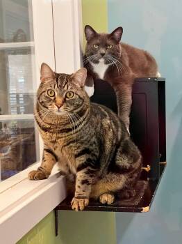 Bobby & Tom -  Domestic Short Hair Cat for Adoption in Kirkland, Washington - Bobby & Tom | PetCurious