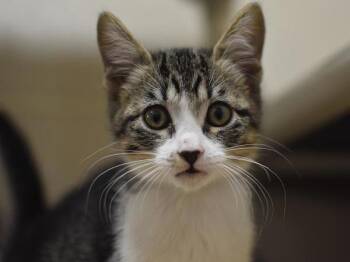 Animal -  Domestic Short Hair Cat for Adoption in Portland, Oregon - Animal | PetCurious