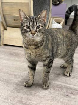 Domestic Short Hair Cats Available for Adoption - Moira | PetCurious