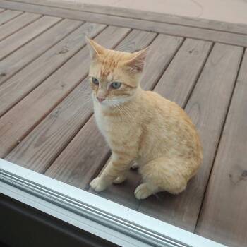 Tango -  Domestic Short Hair Cat for Adoption in Rochester, Minnesota - Tango | PetCurious