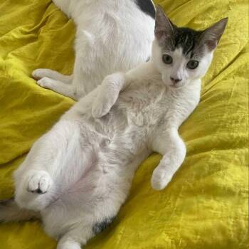 Domestic Short Hair Cats Available for Adoption in Los Angeles, California - Misty | PetCurious