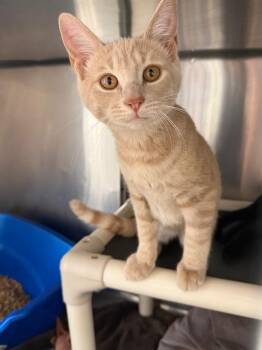 Big Ed Hurley -  Domestic Short Hair Cat for Adoption in Pomona, New York - Big Ed Hurley | PetCurious