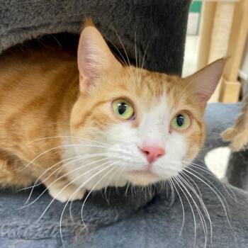 Beauty -  American Shorthair and Domestic Short Hair Cat for Adoption in Reno, Nevada - Beauty | PetCurious