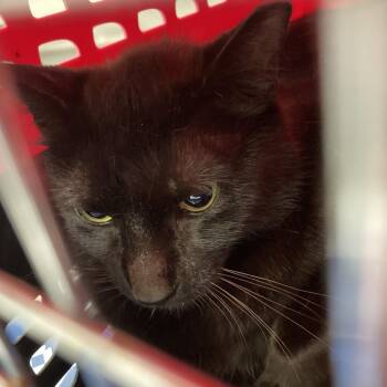 Domestic Short Hair Cats Available for Adoption in Galveston, Texas - Lucy | PetCurious