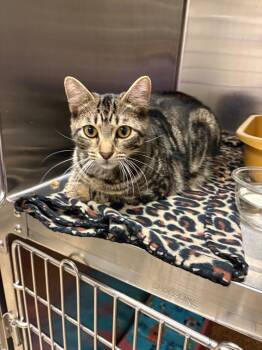 Domestic Short Hair Cats Available for Adoption in Ocala, Florida - Ohana | PetCurious