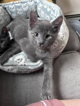 Rescue Domestic Medium Hair Cats for Adoption in Kingston, New York - Addison | PetCurious