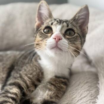 Annie -  Domestic Short Hair Cat for Adoption in Ridgely, Maryland - Annie | PetCurious