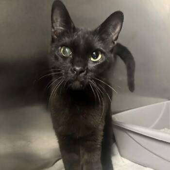 Selene -  Domestic Short Hair Cat for Adoption in Yucaipa, California - Selene | PetCurious