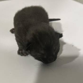 Franklin -  Domestic Short Hair Cat for Adoption in Tampa, Florida - Franklin | PetCurious