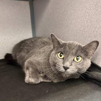 Iris -  Domestic Short Hair Cat for Adoption in Waterloo, Iowa - Iris | PetCurious