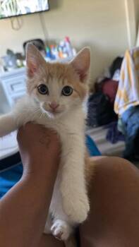 Domestic Short Hair Cats Available for Adoption - Nacho (downey) | PetCurious