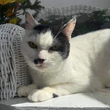 Horchata BC 56110 -  Domestic Short Hair Cat for Adoption in Eaton Rapids, Michigan - Horchata BC 56110 | PetCurious