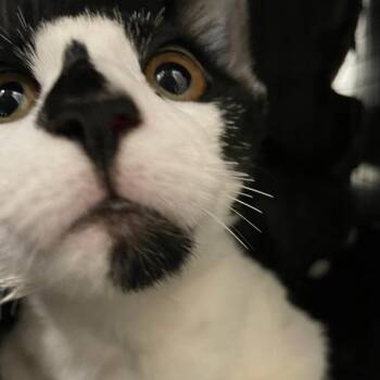 Archia -  Domestic Short Hair Cat for Adoption in Des Moines, Iowa - Archia | PetCurious