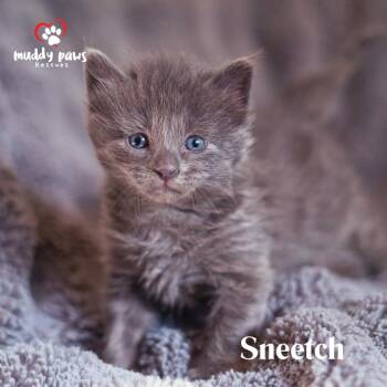 Domestic Short Hair Cats Available for Adoption in Council Bluffs, Iowa - Seuss Litter: Sneetch | PetCurious