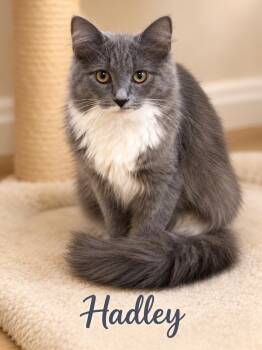 Hadley-A Beauty Waiting to Blossom -  Domestic Medium Hair Cat for Adoption in Laurel, Maryland - Hadley-A Beauty Waiting To Blossom | PetCurious