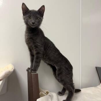 Foabze -  Domestic Short Hair Cat for Adoption in West Palm Beach, Florida - Foabze | PetCurious