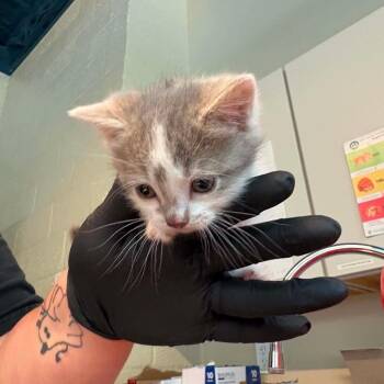 Pip -  Domestic Short Hair Cat for Adoption in Huntington, West Virginia - Pip | PetCurious