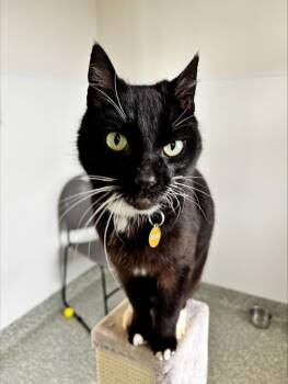 Domestic Short Hair Cats Available for Adoption in Newport, Oregon - Sylva | PetCurious