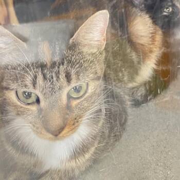 Unique -  Domestic Short Hair Cat for Adoption in Philadelphia, Pennsylvania - Unique | PetCurious