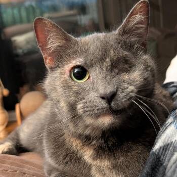 Martina McBride -  Domestic Short Hair Cat for Adoption in Falls Church, Virginia - Martina McBride | PetCurious