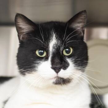 Domestic Short Hair Cats Available for Adoption in Middletown, Rhode Island - Pirate Percy | PetCurious