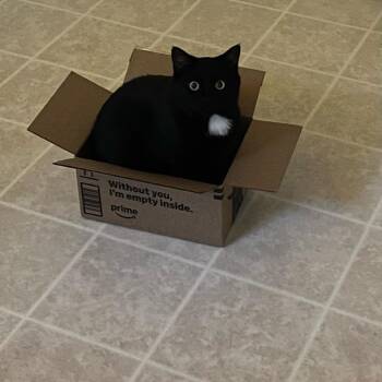 American Shorthair Cats Available for Adoption in Roanoke, Virginia - Mocha | PetCurious