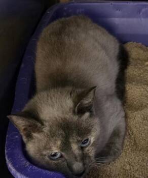 Michelangelo -  Domestic Short Hair Cat for Adoption in Dubuque, Iowa - Michelangelo | PetCurious