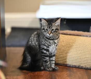 Jack -  Maine Coon and Siamese Cat for Adoption in Falmouth, Maine - Jack | PetCurious